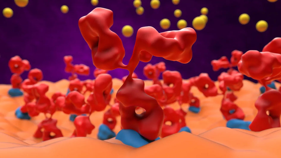 12 Ways To Increase Acetylcholine in the Brain