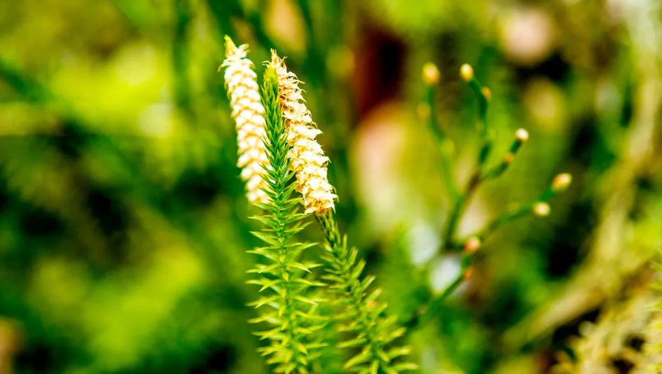 Huperzine A Benefits, Uses, and More