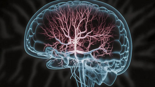25 Proven Ways To Increase Blood Flow to the Brain
