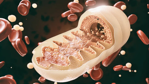 10 Ways To Support Mitochondrial Health