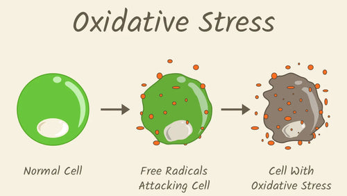 What Is Oxidative Stress and How To Reduce It: 11 Tips